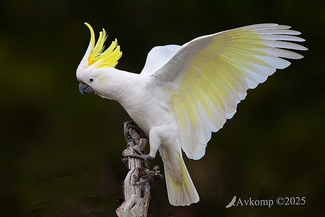 cockatoo 13009