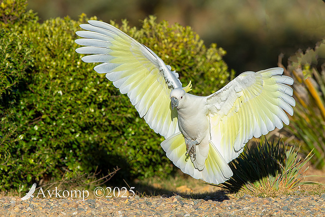 cockatoo 13104