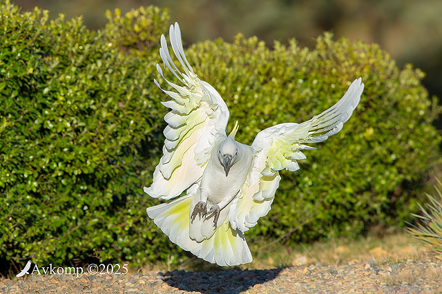 cockatoo 13108