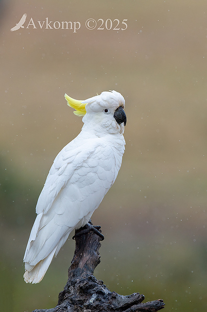 cockatoo 13423