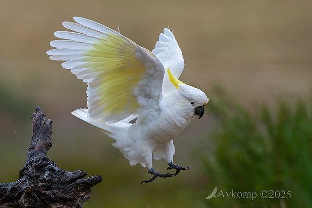 cockatoo 13424
