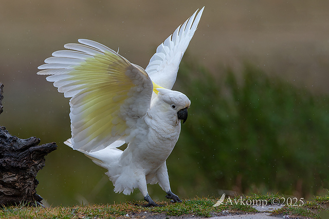 cockatoo 13425