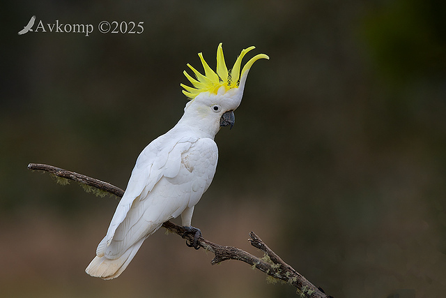 cockatoo 13450