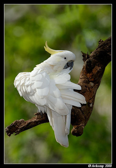 cockatoo 2108