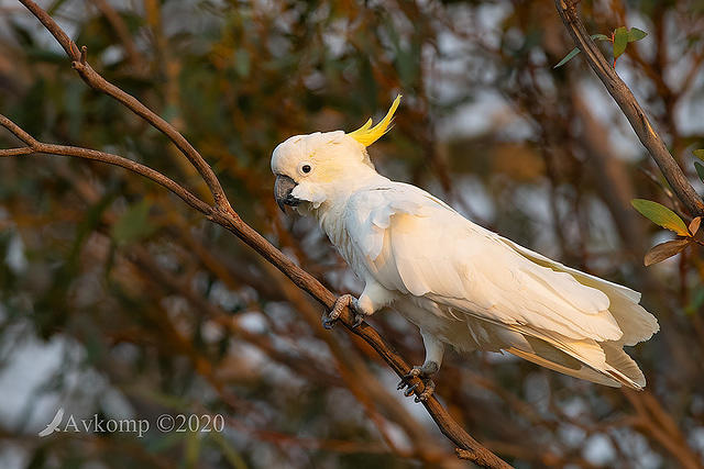 cockatoo 3085