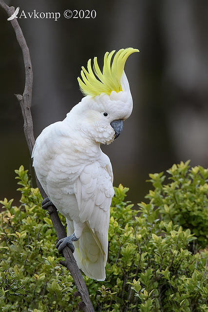 cockatoo 4329