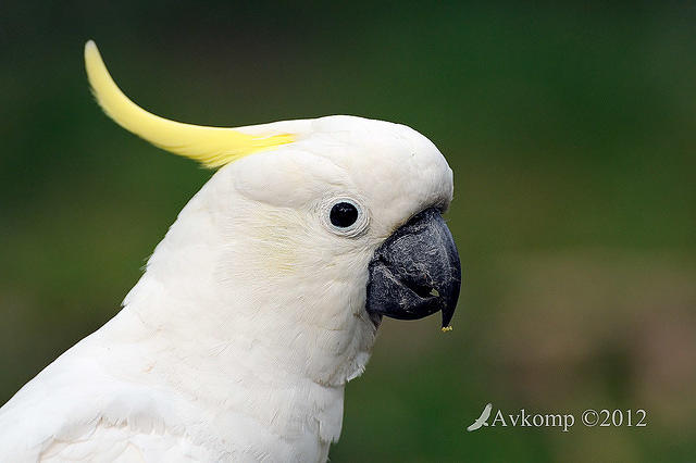 cockatoo 4493