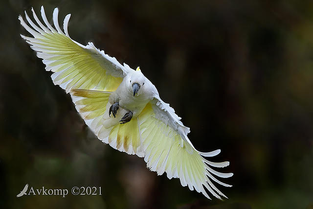 cockatoo 5438