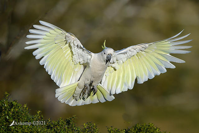 cockatoo 5953