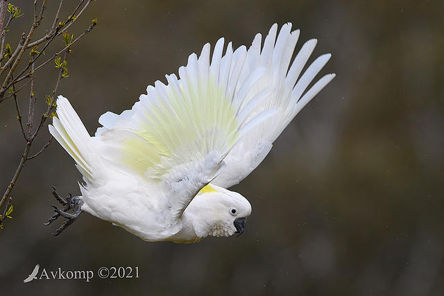 cockatoo 6011