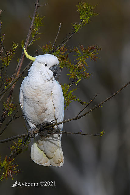 cockatoo 6154