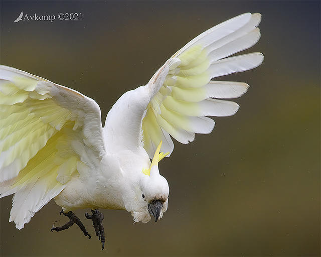 cockatoo 6176