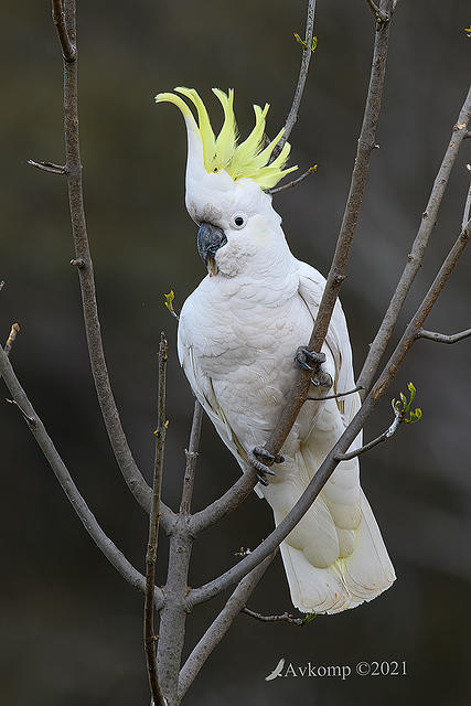 cockatoo 6178