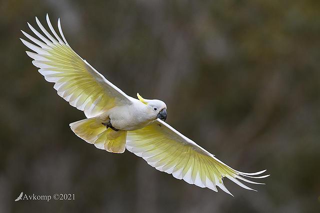 cockatoo 6320