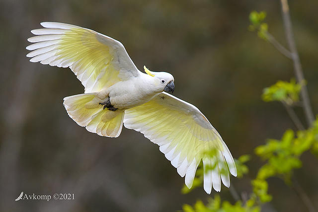 cockatoo 6321