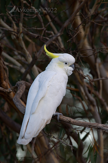 cockatoo 6996