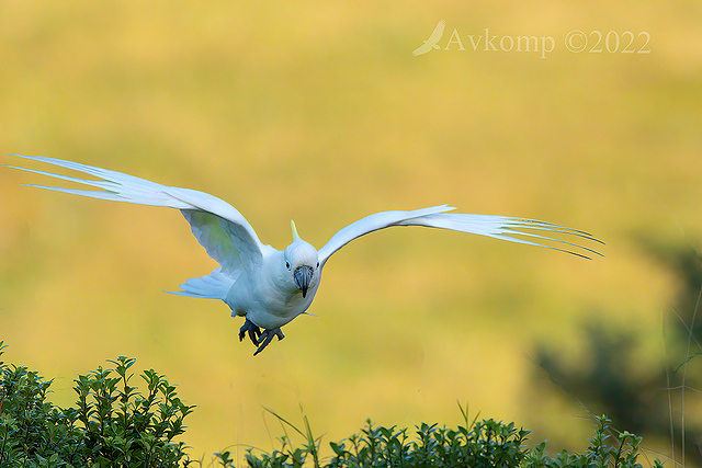 cockatoo 6999