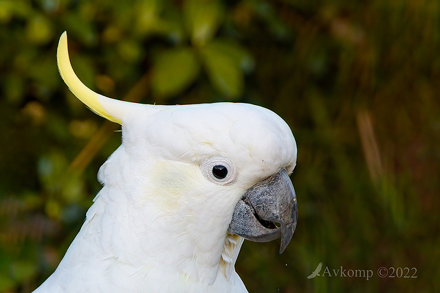 cockatoo 7198