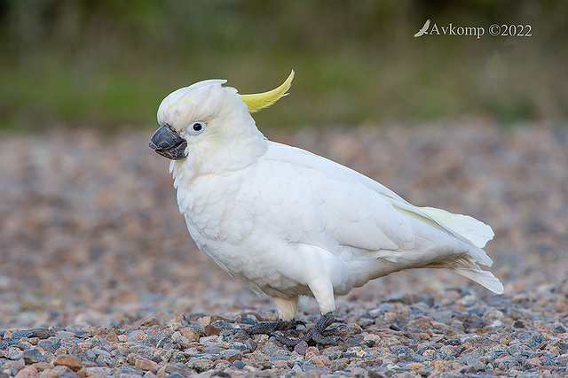 cockatoo 7202