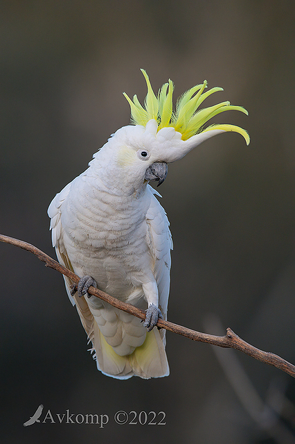 cockatoo 7257