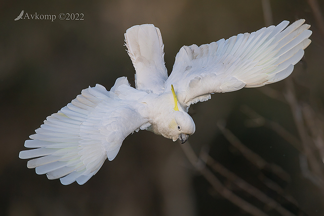 cockatoo 7263