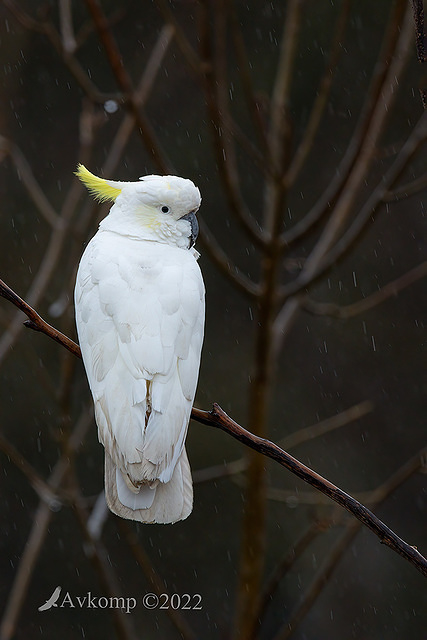 cockatoo 7302