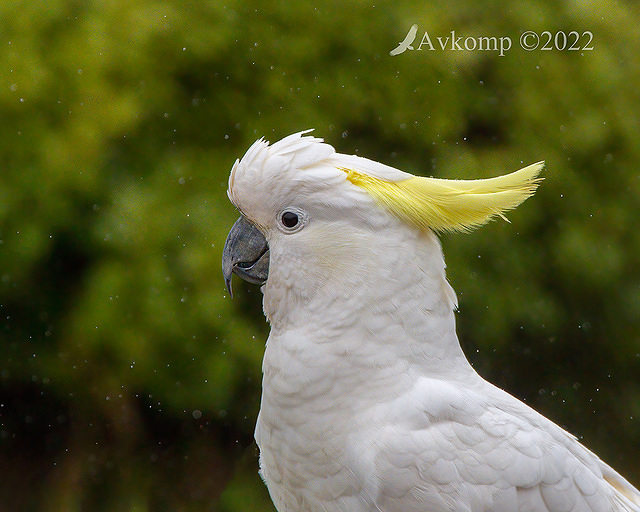 cockatoo 7977