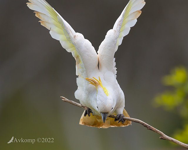 cockatoo 8357