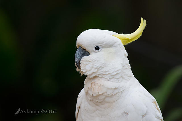 cockatoo 8730