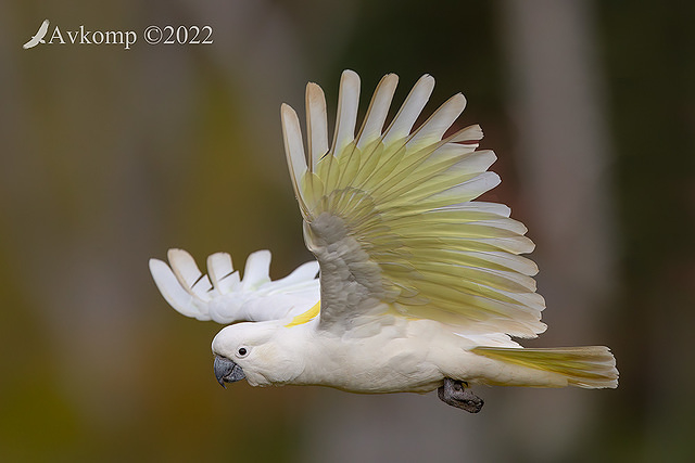 cockatoo 8878