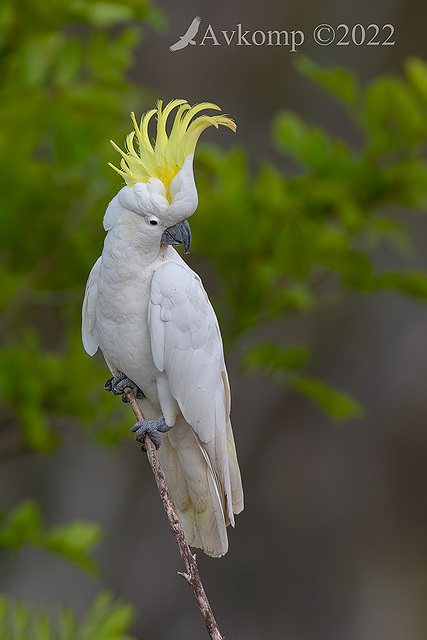 cockatoo 8889