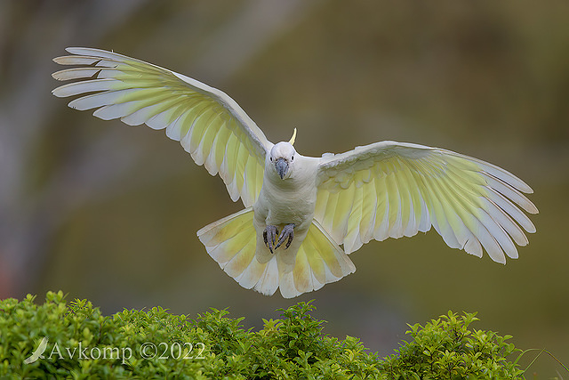 cockatoo 8899