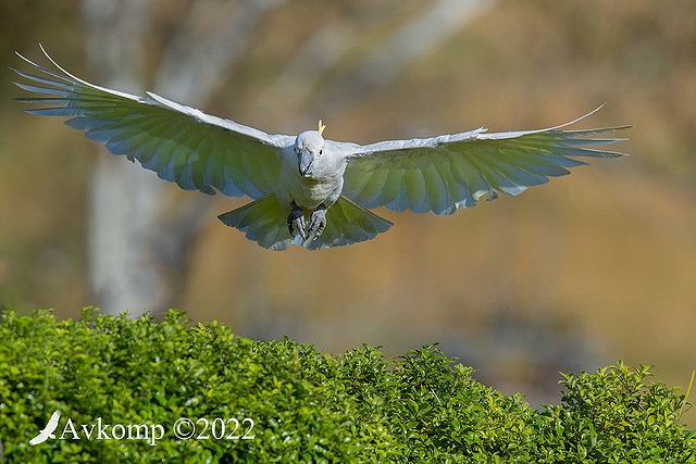 cockatoo 8983