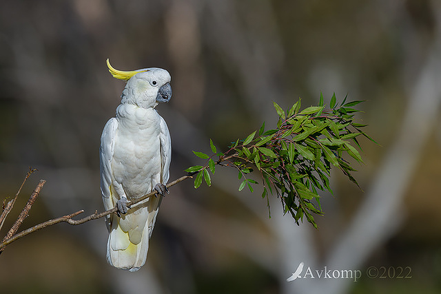 cockatoo 8991