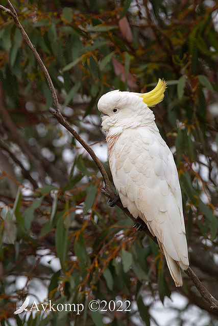 cockatoo 8997