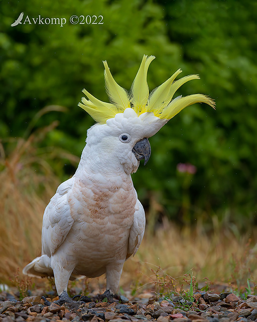 cockatoo 9001