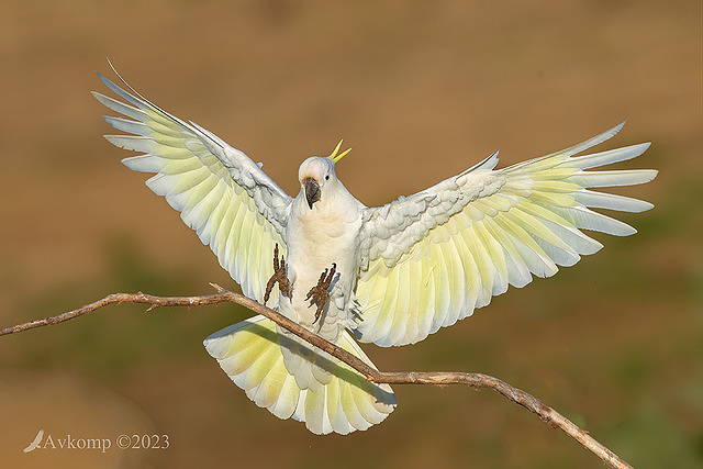 cockatoo 9686