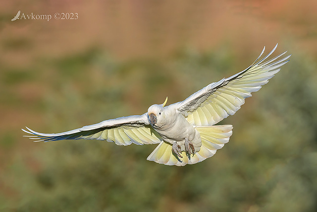 cockatoo 9692