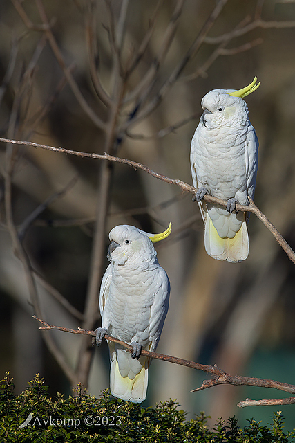 cockatoo 9719