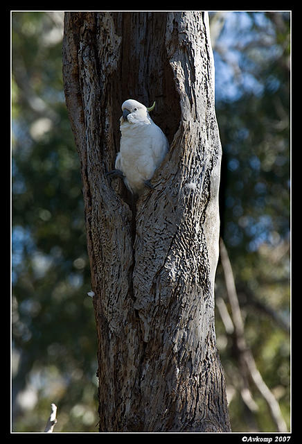 cockatoo nest 213