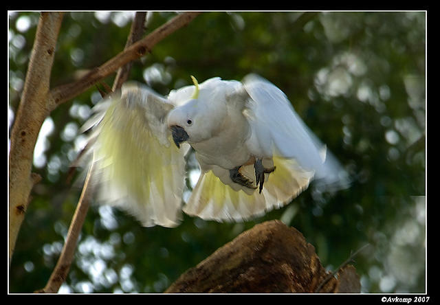 cockatoo nest 216