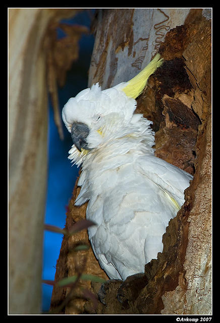 cockatoo nest 217