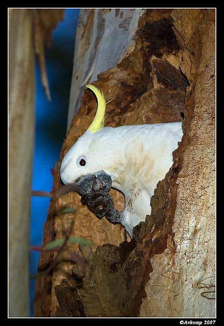 cockatoo nest 219