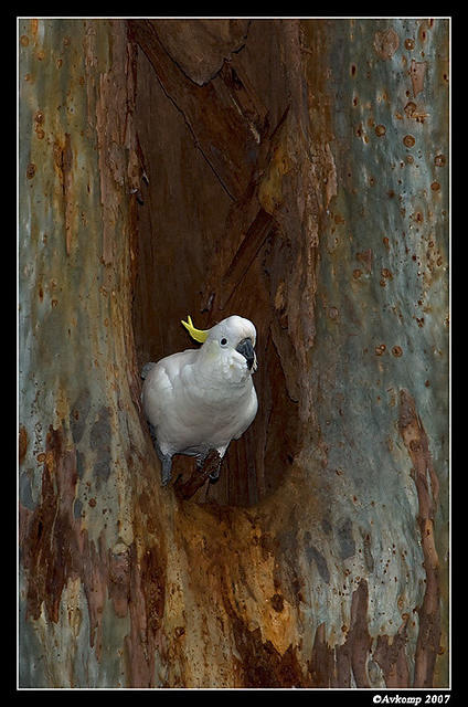 cockatoo nest 221