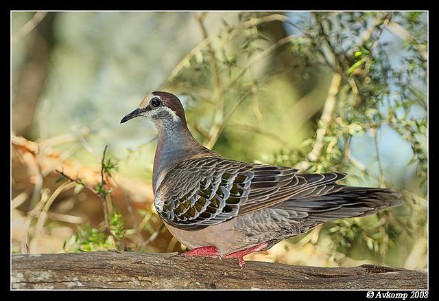 common bronzewing 2566