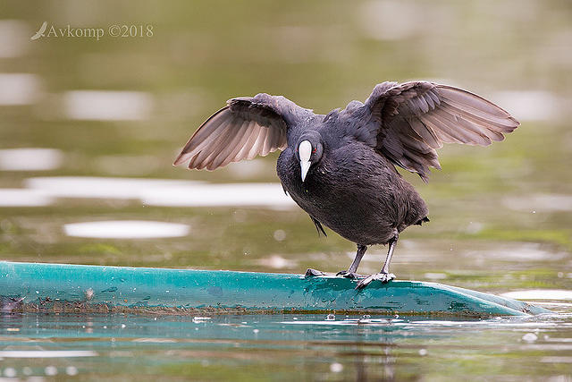 coot 0313