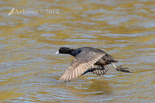 coot 12649