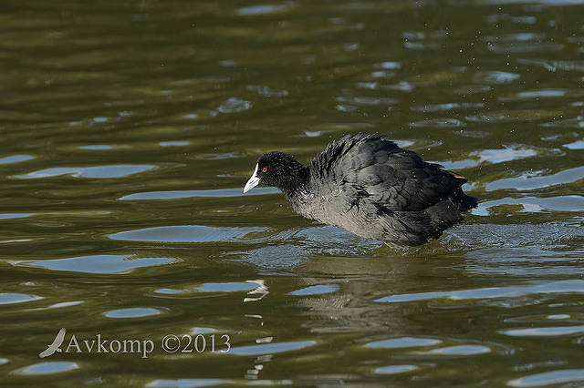 coot 6858