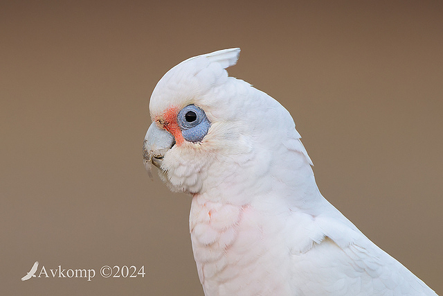 corella 11782