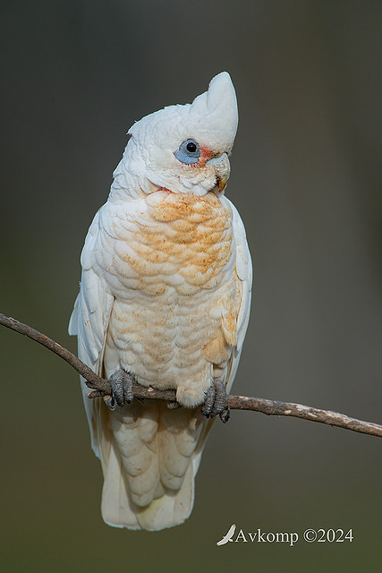 corella 12111